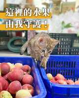 https://images.plurk.com/1hE9gFsuf3HH6e3X3y1Ryl.png