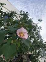 https://images.plurk.com/1hHMm65sgHpk1Lg3R5imXD.jpg