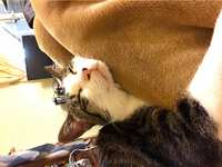 https://images.plurk.com/1hgnC3WZdf9gC5JhttoLyH.jpg