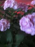 https://images.plurk.com/1jBSAD264ReSKn9W3MqF0q.jpg