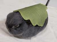 https://images.plurk.com/1jhlL0G1KbiXG1Q1jii3yZ.png