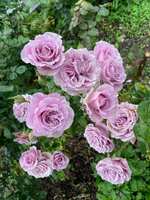https://images.plurk.com/1jyN7NPwCD1Evl8IWjIK03.jpg