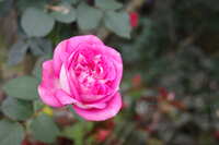 https://images.plurk.com/1kddppFEfFHSgeC7xf77D7.jpg