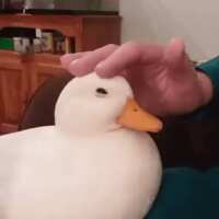 https://images.plurk.com/1koNyqYyT8vDZlNU2v1mq7.gif