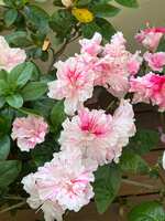 https://images.plurk.com/1lOEIdnnz1Tq4iBknOdvIT.jpg