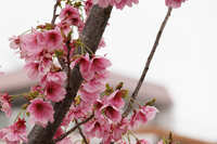https://images.plurk.com/1nhB2pNSjVgP1K4kJ3HHOD.jpg