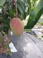 https://images.plurk.com/1oWUnh6ulMNHU6IQi78n0c.jpg