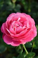 https://images.plurk.com/1pc6VXf60BqgWOsbHj2rel.jpg