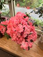 https://images.plurk.com/1pkEBbfuDsrWkiN1glm66h.jpg