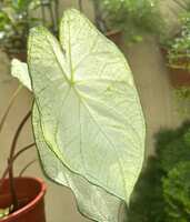https://images.plurk.com/1pqIfhlPiW4UHnQM16XKrY.jpg