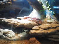 https://images.plurk.com/1pvsF7DHpcsqAob36WzbdB.jpg