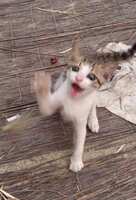 https://images.plurk.com/1qK61kTQCQmycRy62q7oN.jpg