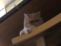 https://images.plurk.com/1qXZXwzGgNiBgKyTWdOGAU.jpg