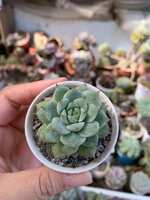 https://images.plurk.com/1sIlZOls5nyg33YXrK6BdG.jpg