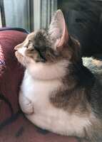 https://images.plurk.com/1sKUoilo7Ya6ORCDPJGlFQ.png