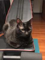 https://images.plurk.com/1sVdjmwVy451UesGpquSRE.jpg