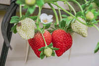 https://images.plurk.com/1t5xhGRSWOihJHI1TzdV8N.jpg