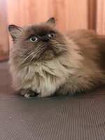 https://images.plurk.com/1vdUrVHh1TAqtTpbfFFz8P.jpg