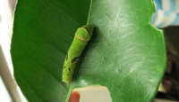 https://images.plurk.com/1wE54JbVQcCK37wAxhAv1O.jpg