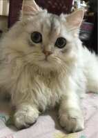 https://images.plurk.com/1wQMs4IMeYl3I69xdQGQAp.jpg