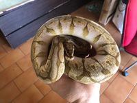 https://images.plurk.com/1wlV4Ap6xar4sFOoI3n6Q6.jpg