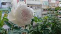 https://images.plurk.com/1xGE2gboWEVg8n74gLEc5Q.jpg