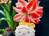 https://images.plurk.com/1xe0JRkxO68eQWWgRlzGUe.jpg