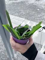 https://images.plurk.com/1xowueNj6ddkoVEXnbPzDz.jpg
