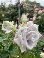 https://images.plurk.com/1yhIdMnpa6OOkphGnpmbgC.jpg