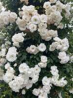 https://images.plurk.com/20yP1B1UIdUcWCmmPNMLBx.jpg