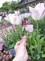 https://images.plurk.com/21RWiAqkjSd8rVj8rbqqis.jpg