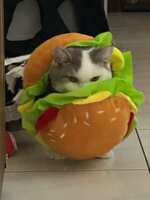 https://images.plurk.com/22t4BR3jCVqLh4VhN8H3QB.jpg