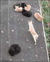 https://images.plurk.com/23HL9ogQgJd62SBLL9AQEk.gif
