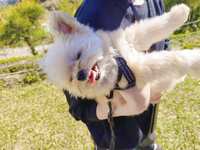 https://images.plurk.com/26EYWIdbEAkODCWbDC2Njv.jpg