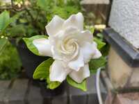 https://images.plurk.com/26WJiwdlnodyoUEvH0bjPM.jpg