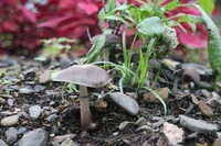 https://images.plurk.com/26vhRhOHzCackM7WfnYnhh.jpg