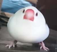 https://images.plurk.com/273qXXNuef1WhxCp969QZo.png