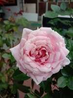 https://images.plurk.com/276vGPYcSEFfTSLRBIUQeq.jpg
