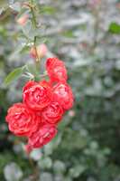 https://images.plurk.com/28j6b81RpYU0JZsiViCjn4.jpg