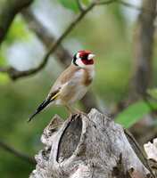 https://images.plurk.com/28uSdX1ipp0bH9LSPxD1tJ.jpg
