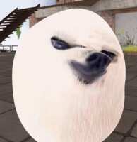 https://images.plurk.com/29izVgg5PFTbDKznViJYxa.gif