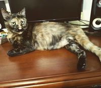 https://images.plurk.com/2AQh5i7L4FMt5ZUPfNCuWL.jpg