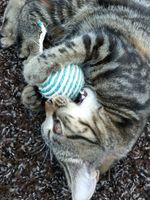 https://images.plurk.com/2BDiUjKqTcIF7JGwCipPyW.jpg