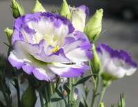 https://images.plurk.com/2CYLB7DG03OtiN60hjXh2d.jpg