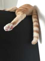 https://images.plurk.com/2DoJPLvpa8ZqJfOazmF03E.jpg