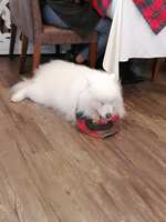 https://images.plurk.com/2DrnOE6fUNtTXpkiBlggWa.jpg