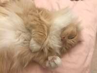 https://images.plurk.com/2E33kp27Ce5OnnrElRXDb9.jpg