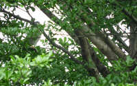 https://images.plurk.com/2EABXTfPo3qzQdvqMut3M.jpg