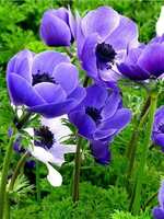https://images.plurk.com/2EYo3Q1NCnq0NUBVVdqoAz.jpg