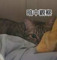 https://images.plurk.com/2FDQkAMO6iT15mziRiYWvG.png